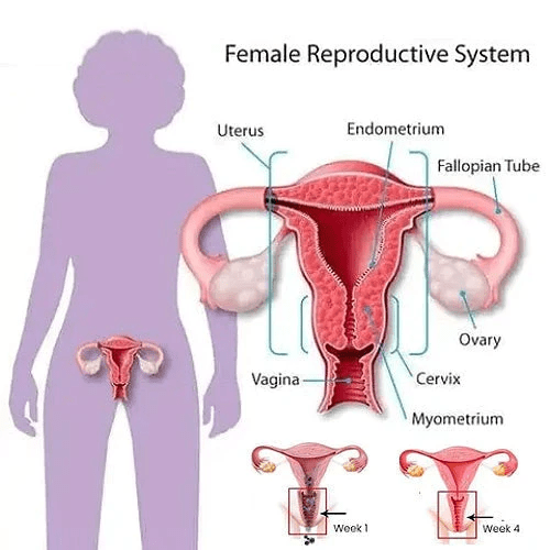 🔥Last Day Promotion 50% OFF😲-Graphene Honeycomb Vaginal Tightening & Body Shaping Briefs🔥