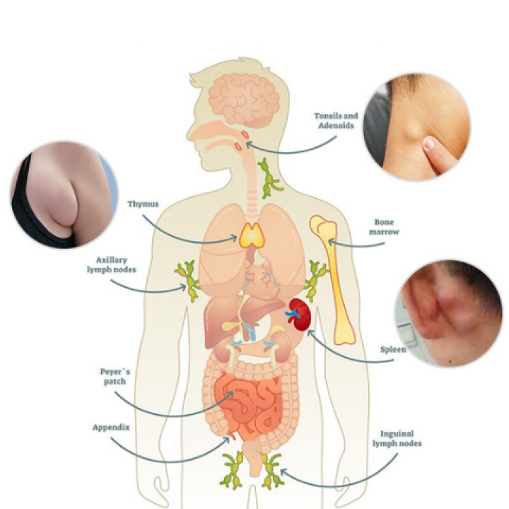 🔥Buy 1 Get 1 Free🔥Lymph Detoxification Ginger Oil